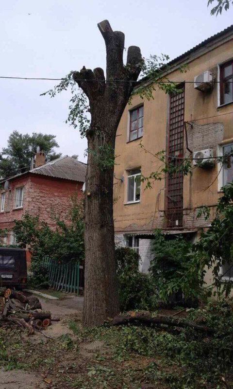 По обращению жителей Центрально-Городского района  было проведено омоложение деревьев